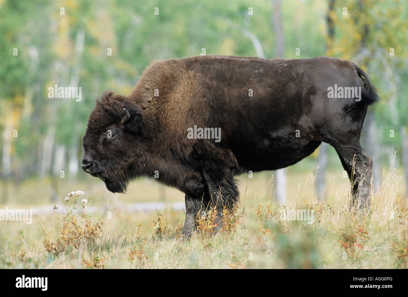 Bison Bison bison Portrait einer Bisonkuh American Buffalo Bison potrait of Bison cow Stock Photo