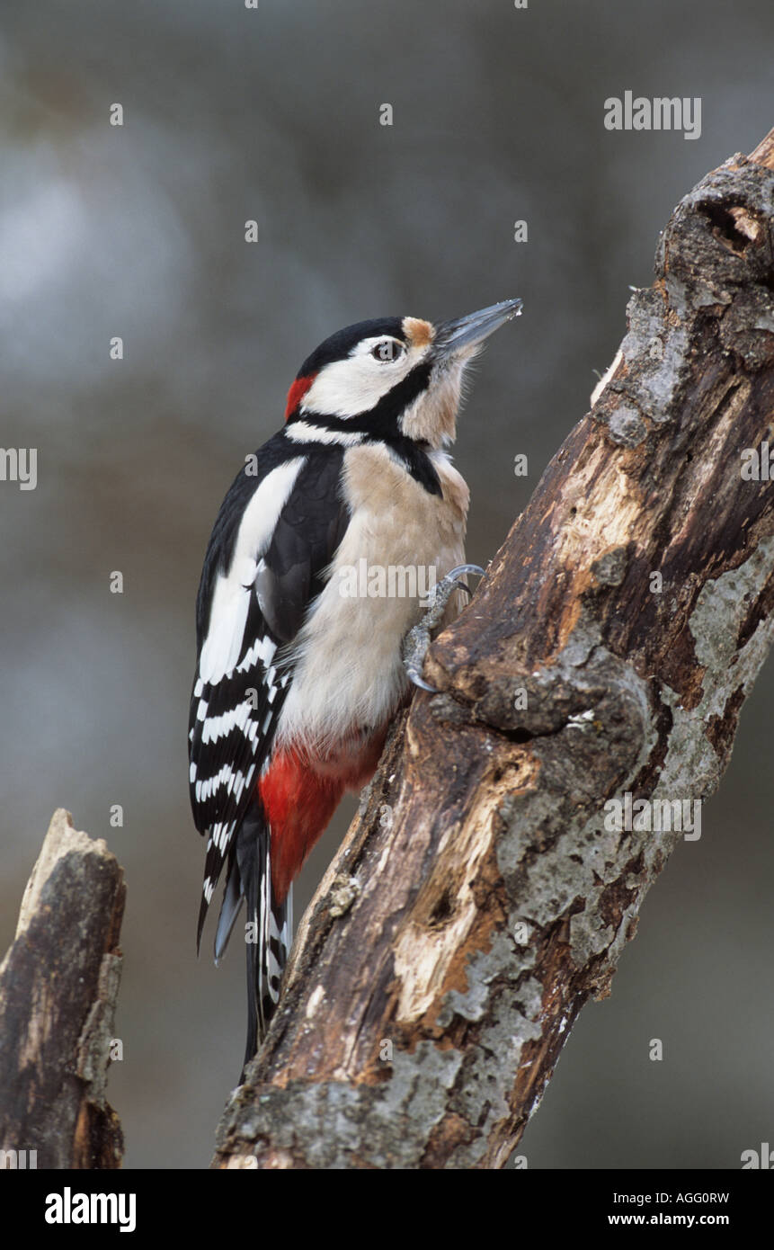 Buntspecht Dendrocopus major Maennchen Great Spotted Woodpecker Stock Photo