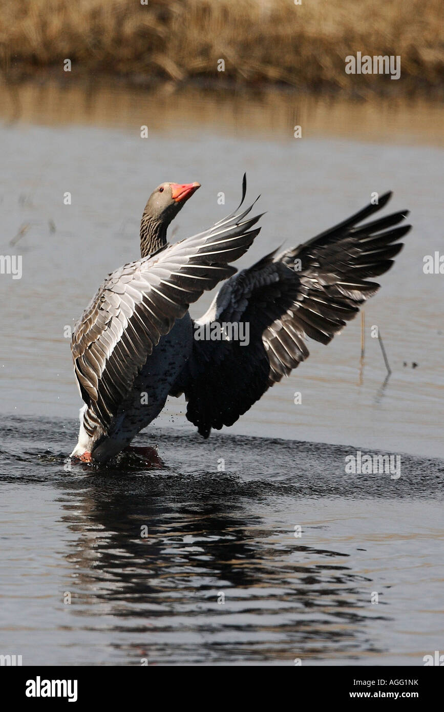 Graugans Anser anser rubirostris mit ausgebreiteten Fluegeln Goose Stock Photo