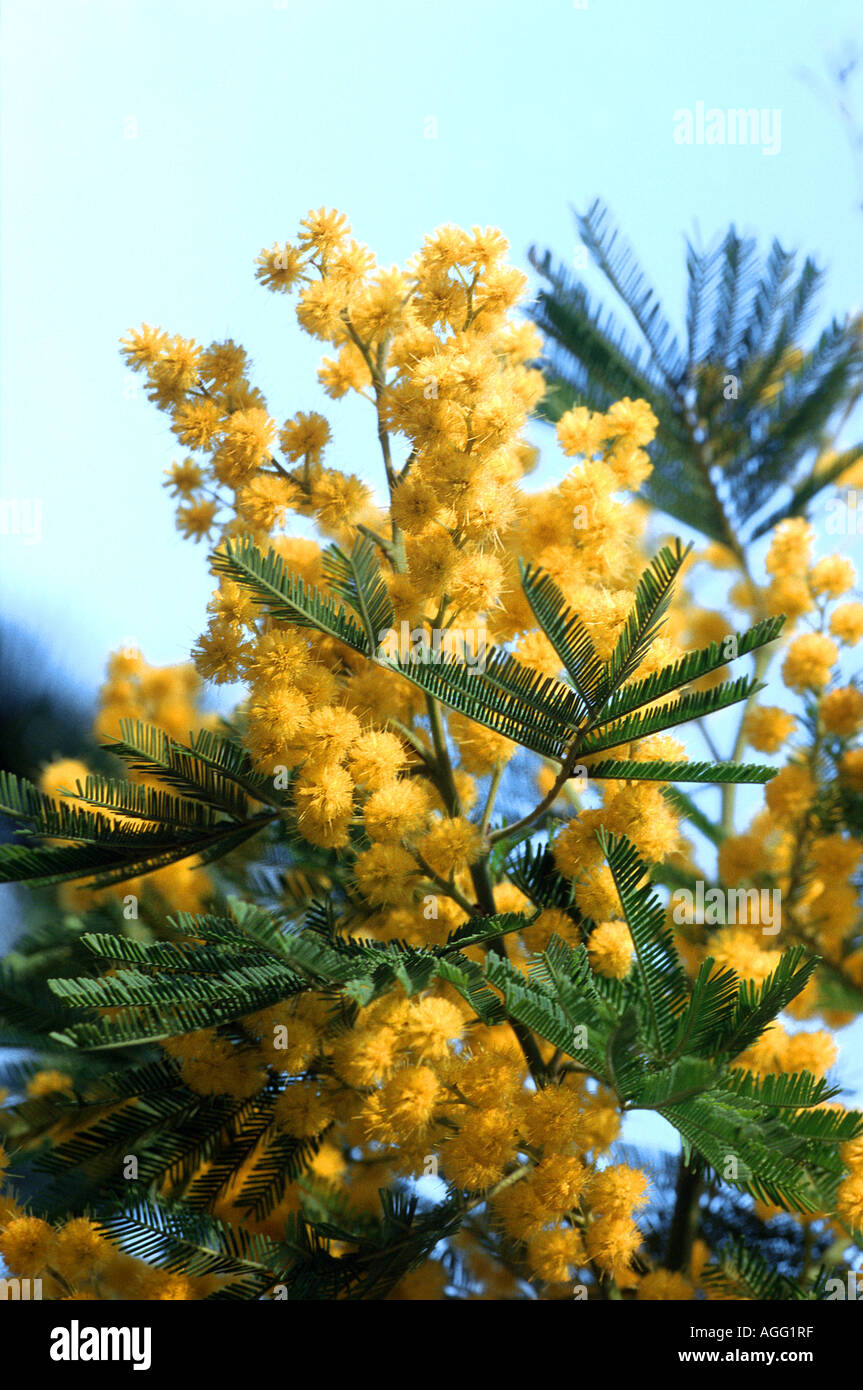 silver wattle (Acacia dealbata, Acacia decurrens var. dealbata), blooming Stock Photo