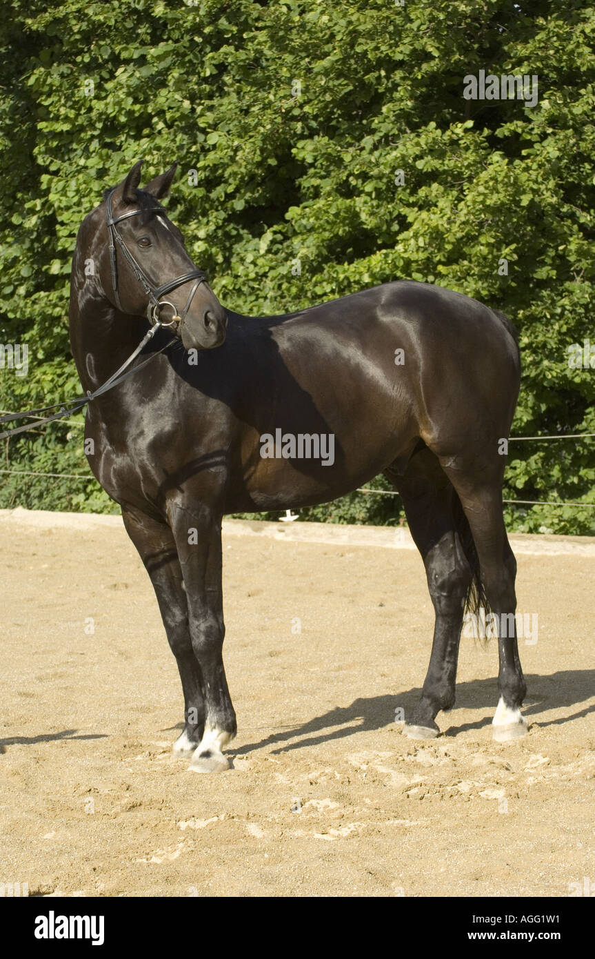 Brown horse on a paddock Stock Photo