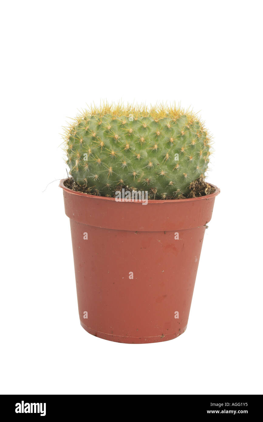 Rebutia spec. (Rebutia spec.), plant in brown pot Stock Photo