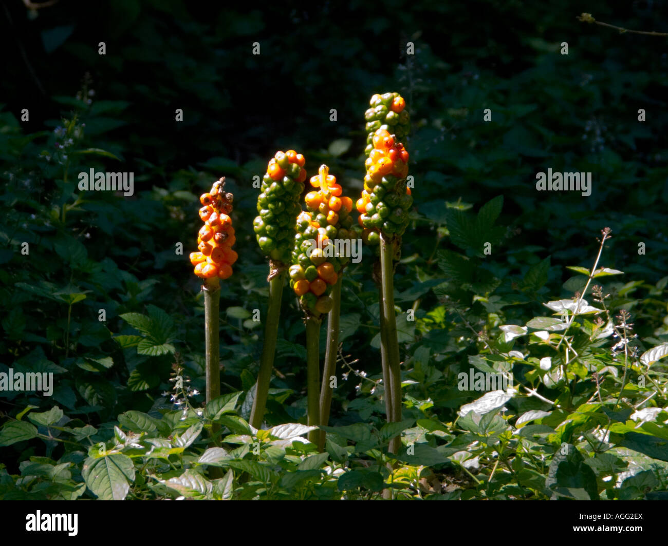 Arum Maculatum in fruit Stock Photo