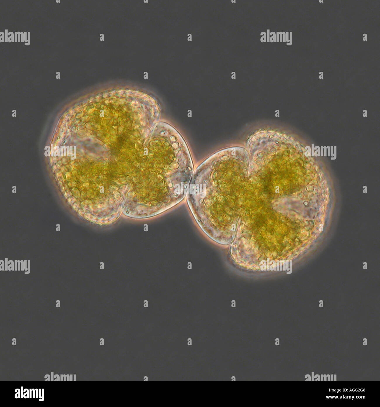 Hyalotheka dissilens (Cosmarium spec.), with phase-contrast MRI, cell division, cytokinesis Stock Photo