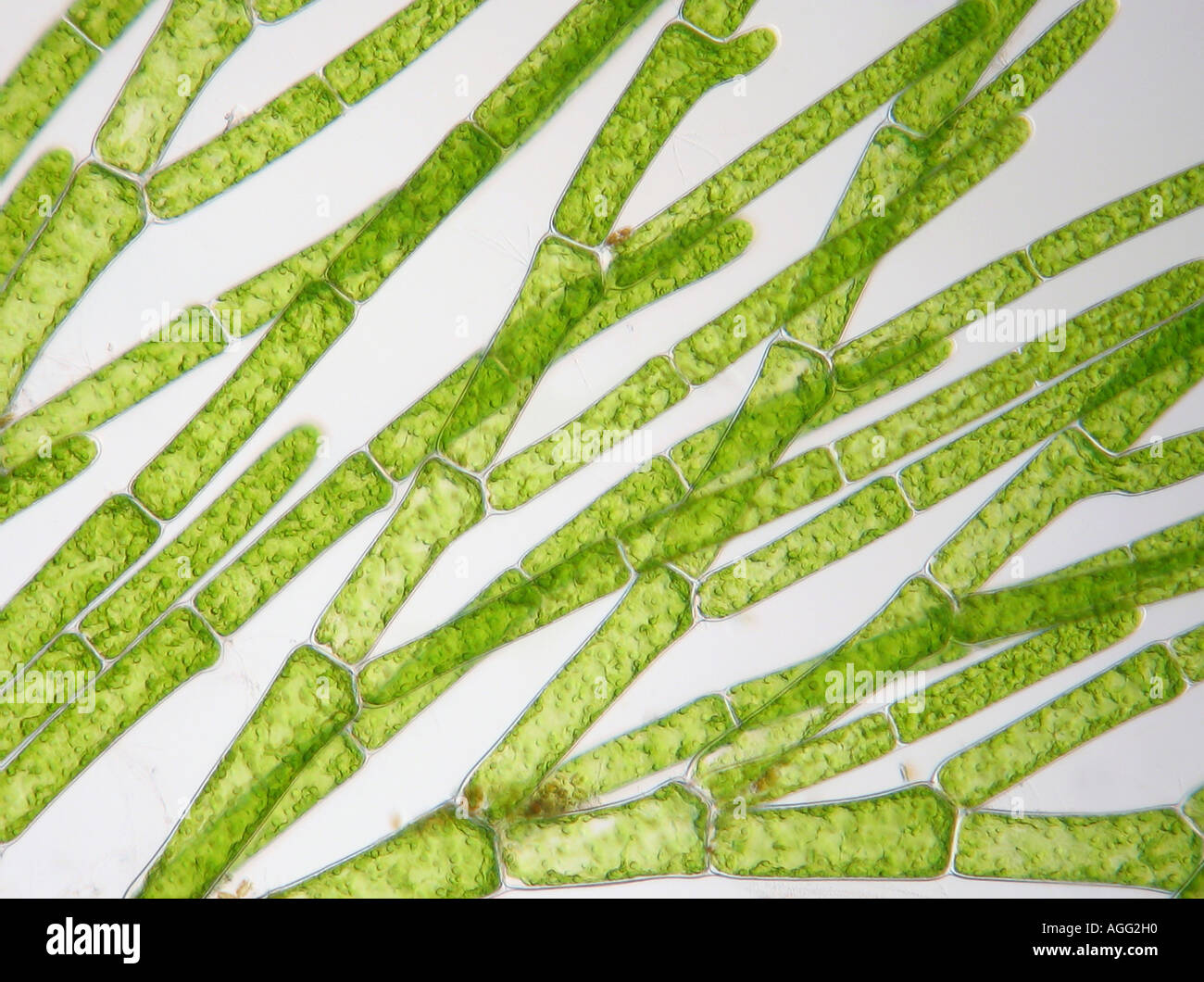 Cladophora glomerata (Cladophora glomerata), in shining-through light Stock Photo