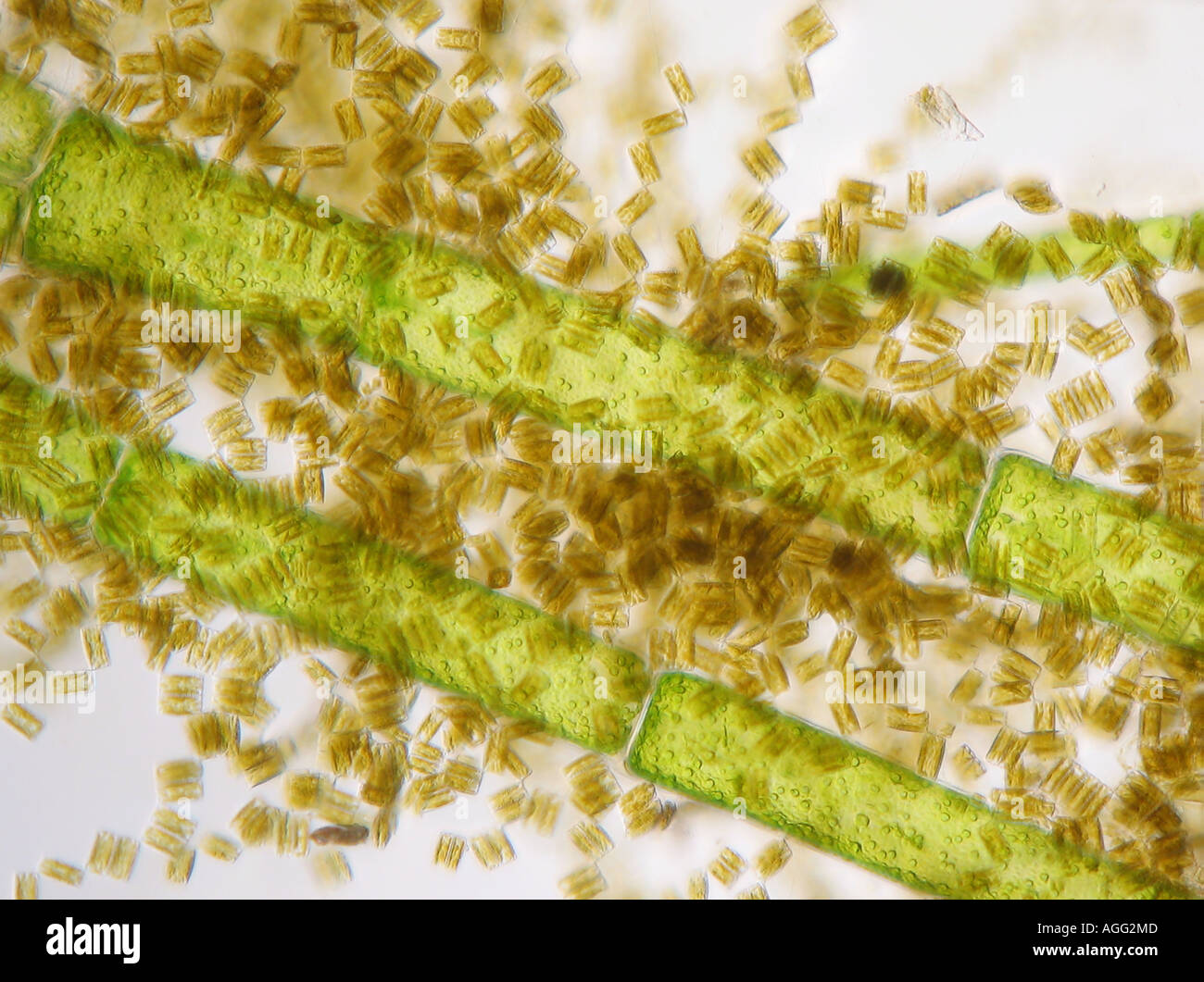 Diatoma vulgare (Diatoma vulgare), at Cladophora glomerata, in shining-through light Stock Photo