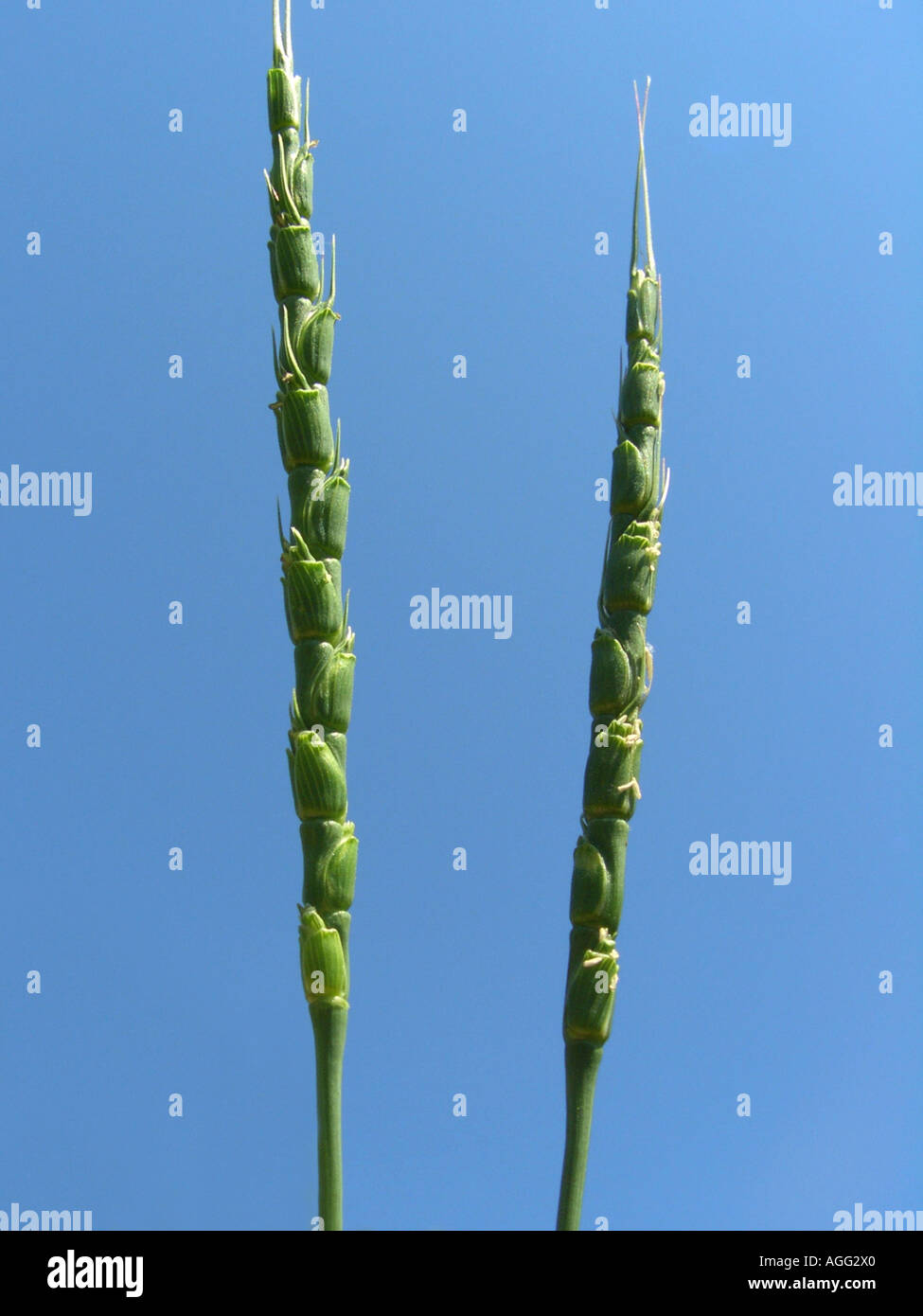 Goat grass, rough-spiked hard grass (Aegilops tauschii, Triticum aegilops, Triticum tauschii, Aegilops squarrosa), spikes Stock Photo