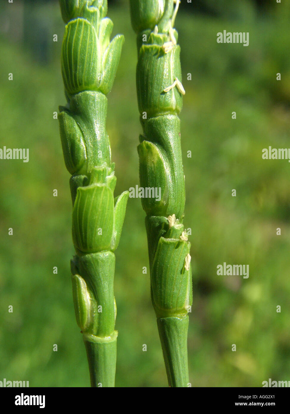 Goat grass, rough-spiked hard grass (Aegilops tauschii, Triticum aegilops, Triticum tauschii, Aegilops squarrosa), spikelets Stock Photo