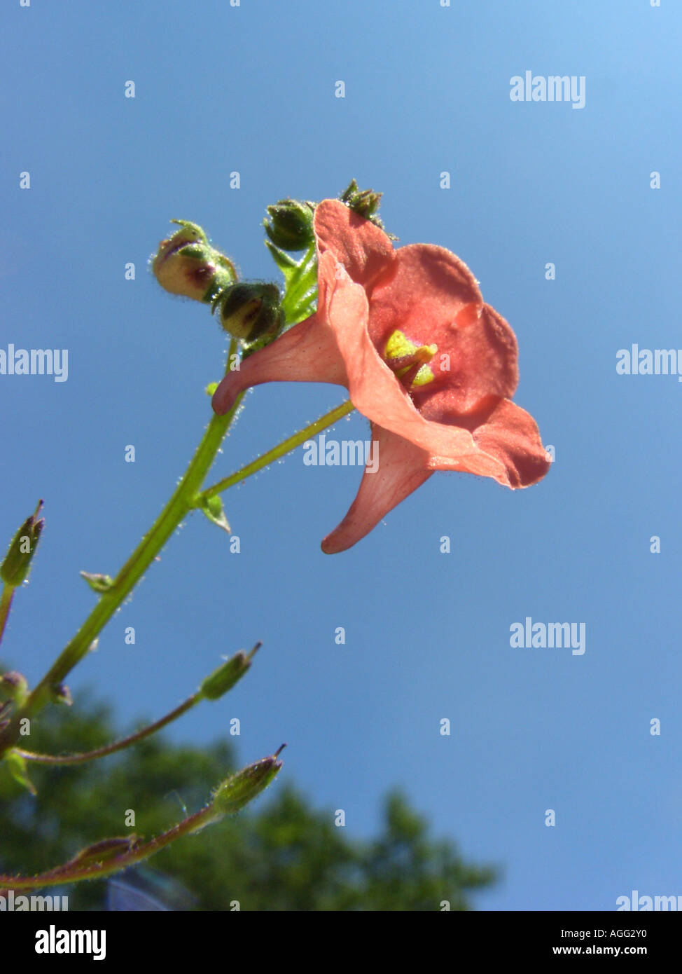 twinspur, Barbers diascia (Diascia barberae), flower with two spurs against blue sky Stock Photo