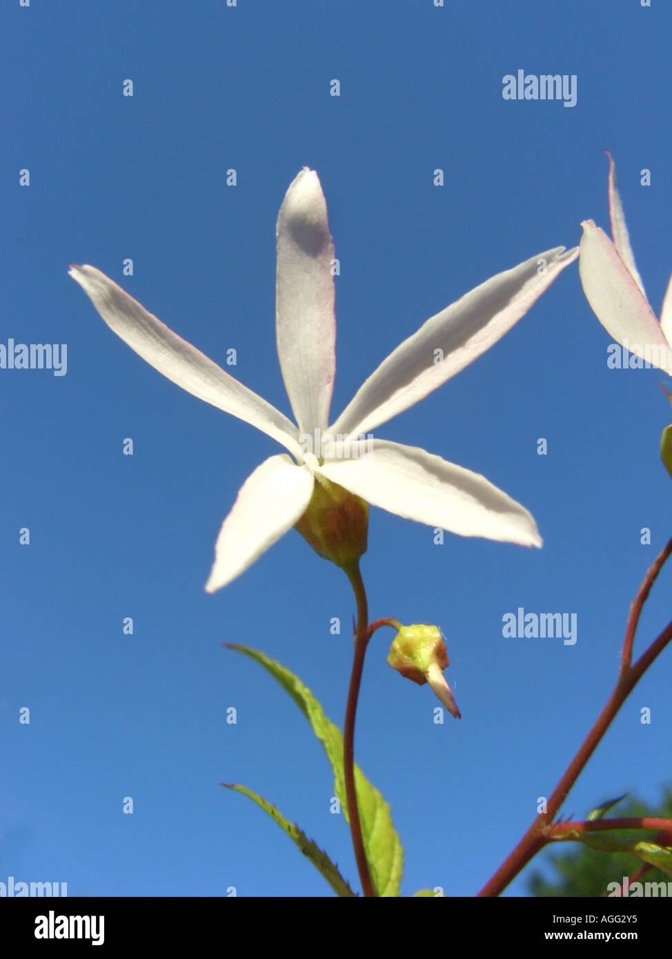 Indian Physic, Bowman's Root, Gillenia (Gillenia trifoliata, Porteranthus trifoliatus), flower against blue sky Stock Photo