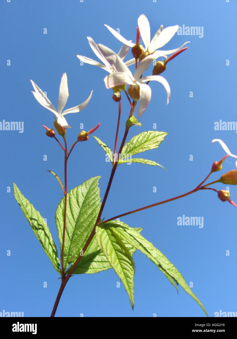Indian Physic, Bowman's Root, Gillenia (Gillenia trifoliata, Porteranthus trifoliatus), blooming twig against blue sky Stock Photo
