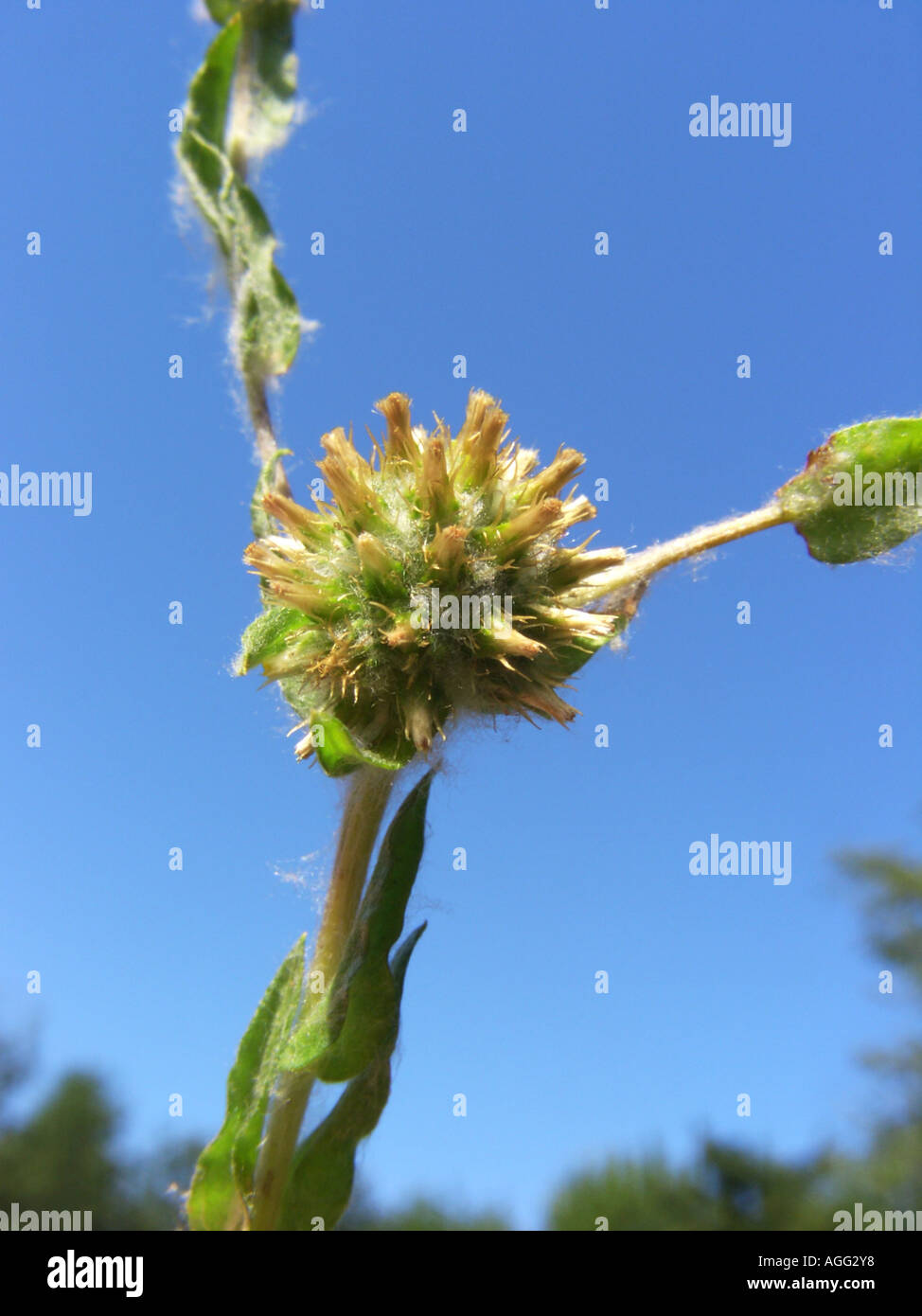 jersey cudweed (Gnaphalium luteoalbum, Pseudognaphalium luteoalbum), inflorescence (capitulum) against blue sky Stock Photo