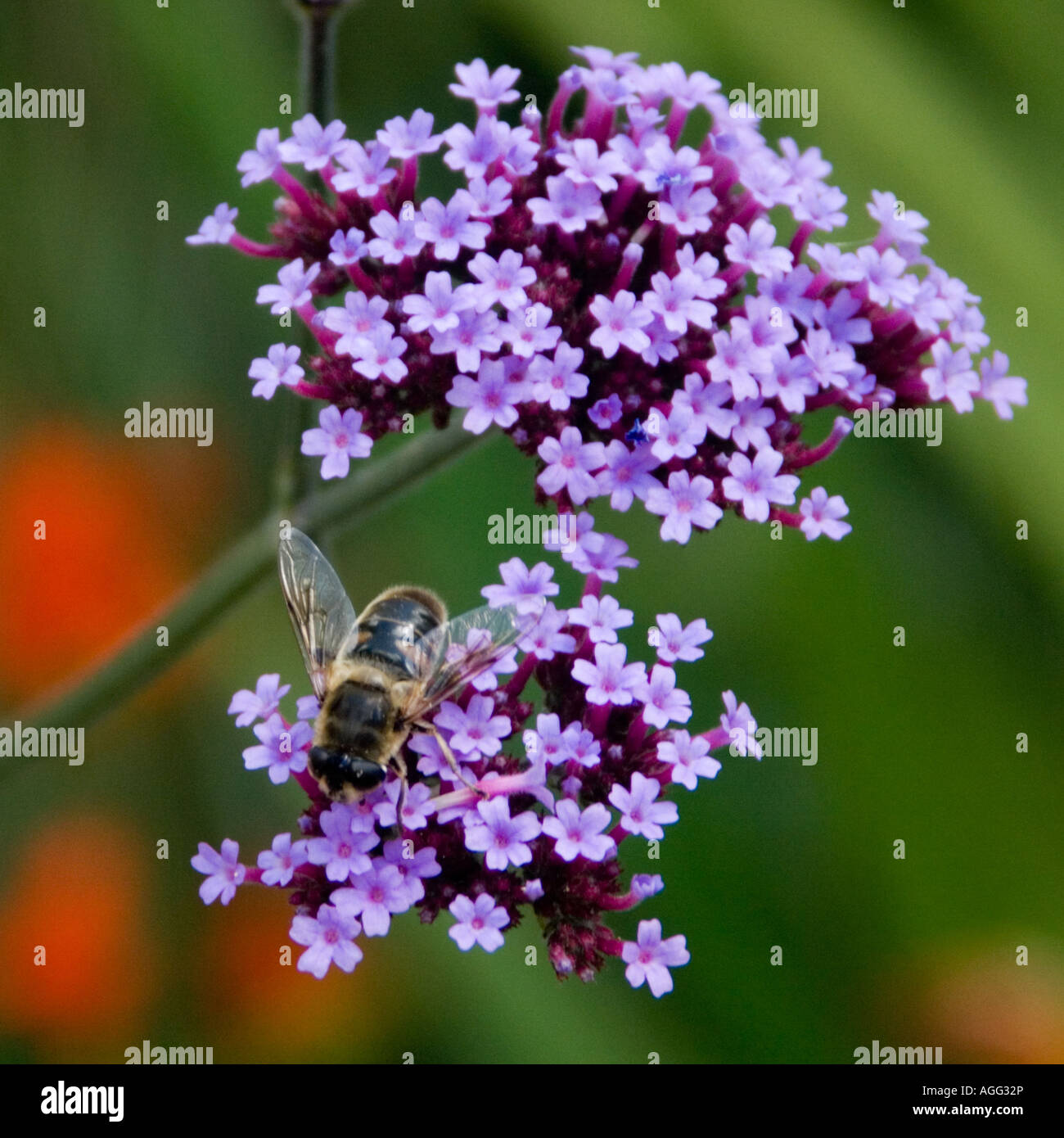 Hoverfly Eristalis Tenax on flower Stock Photo