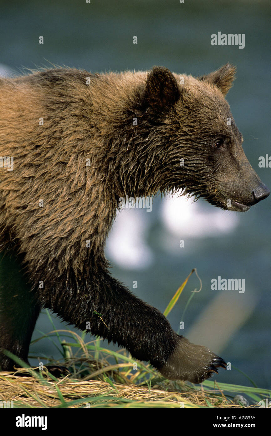 Brown Bear Walking on Shore Geographic Harbor SW AK Summer Stock Photo