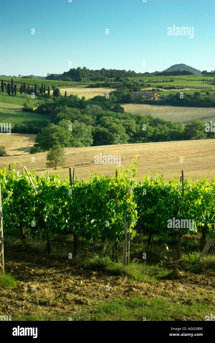 Vines of Sangiovese with the town on Montepulciano in the distance Vino Nobile di Montepulciano, DOCG Tuscany Italy Stock Photo