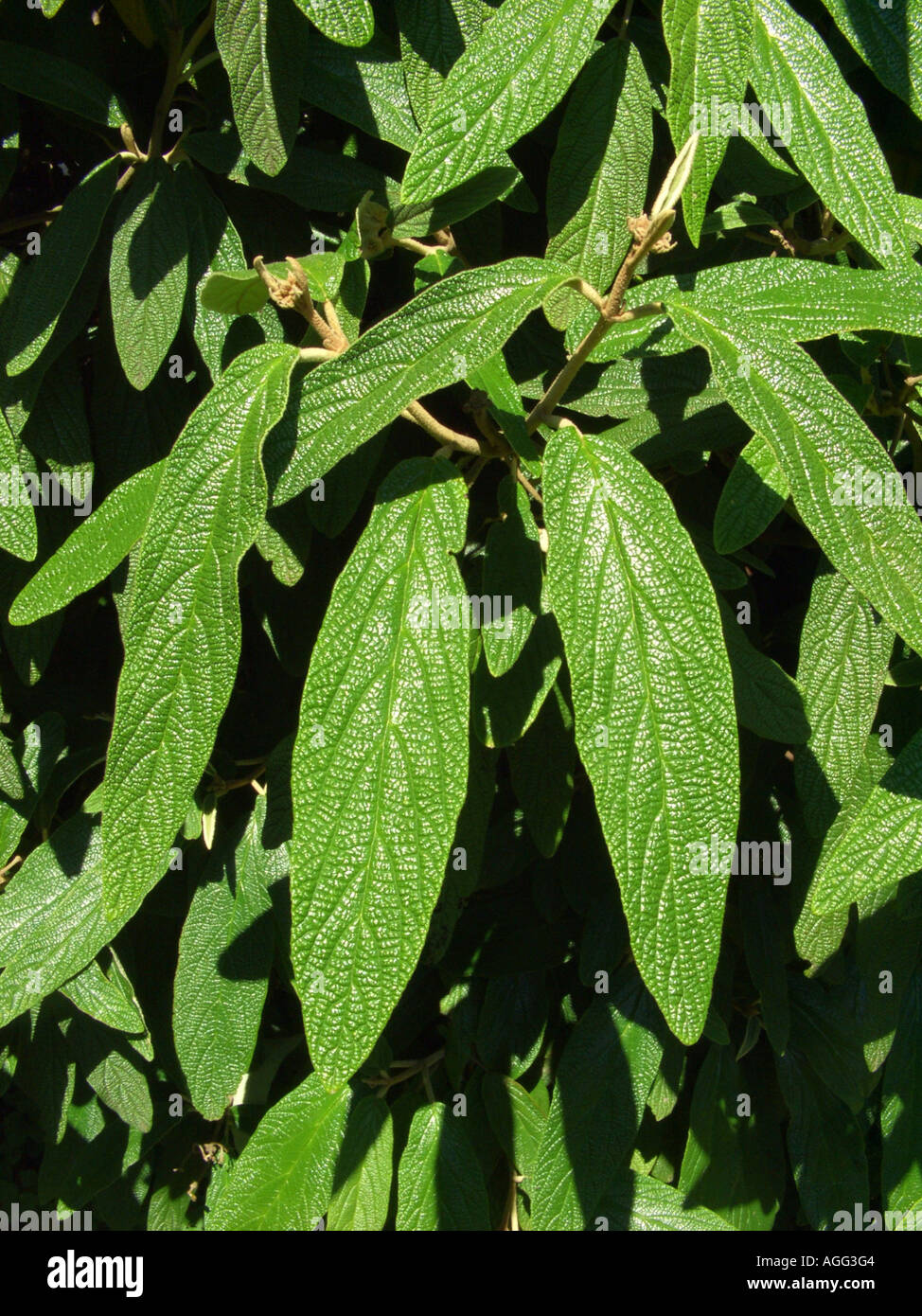 Leaf closeup of leatherleaf arrowwood or leatherleaf viburnum hires