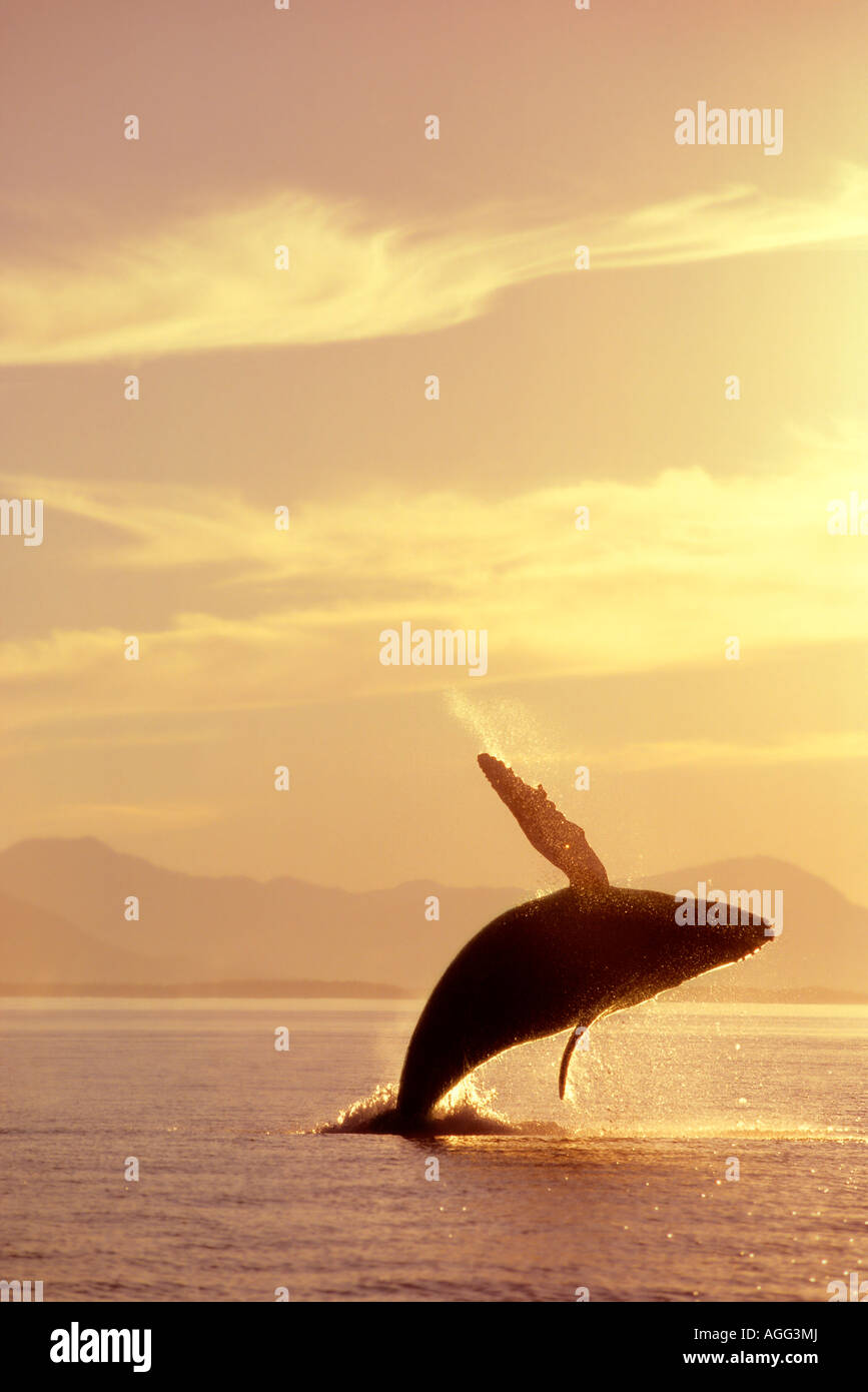 Humpback Whale Breaching in Inside Passage SE AK Summer Backlit Stock ...