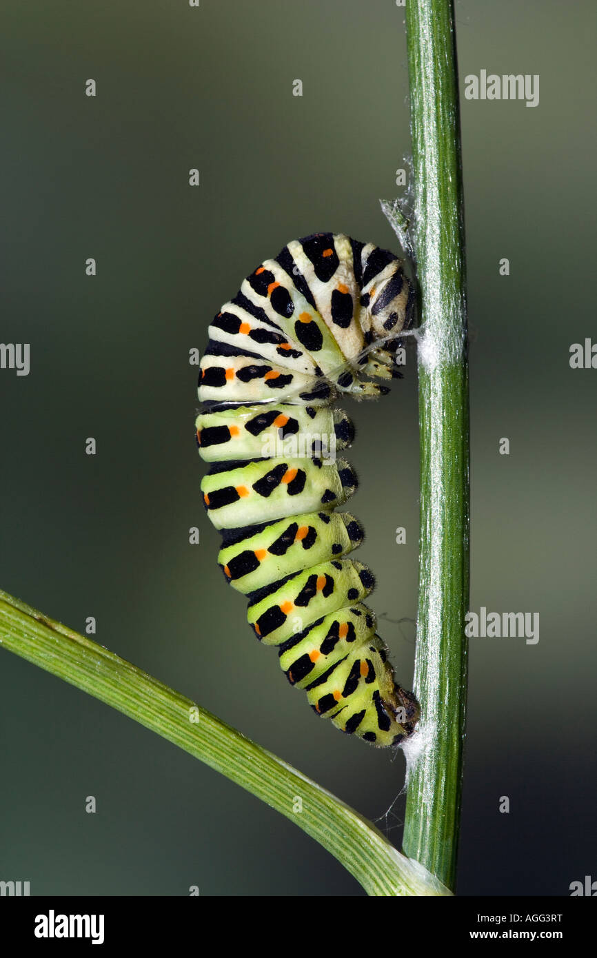 Swallowtail Papilio machaon  larvae undergoing transformation to chrysalis Stock Photo