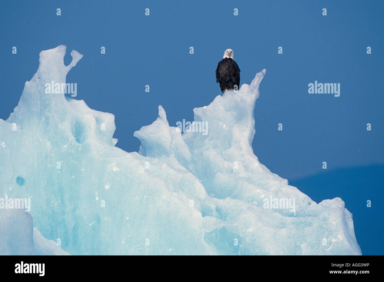 Bald Eagle Perched on Iceberg Tracy Arm SE AK Summer Fords Terror Wilderness Area Stock Photo