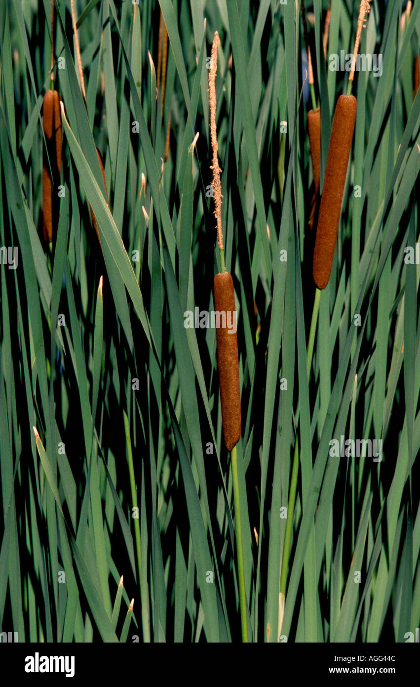 Cattail seed pod hi-res stock photography and images - Alamy