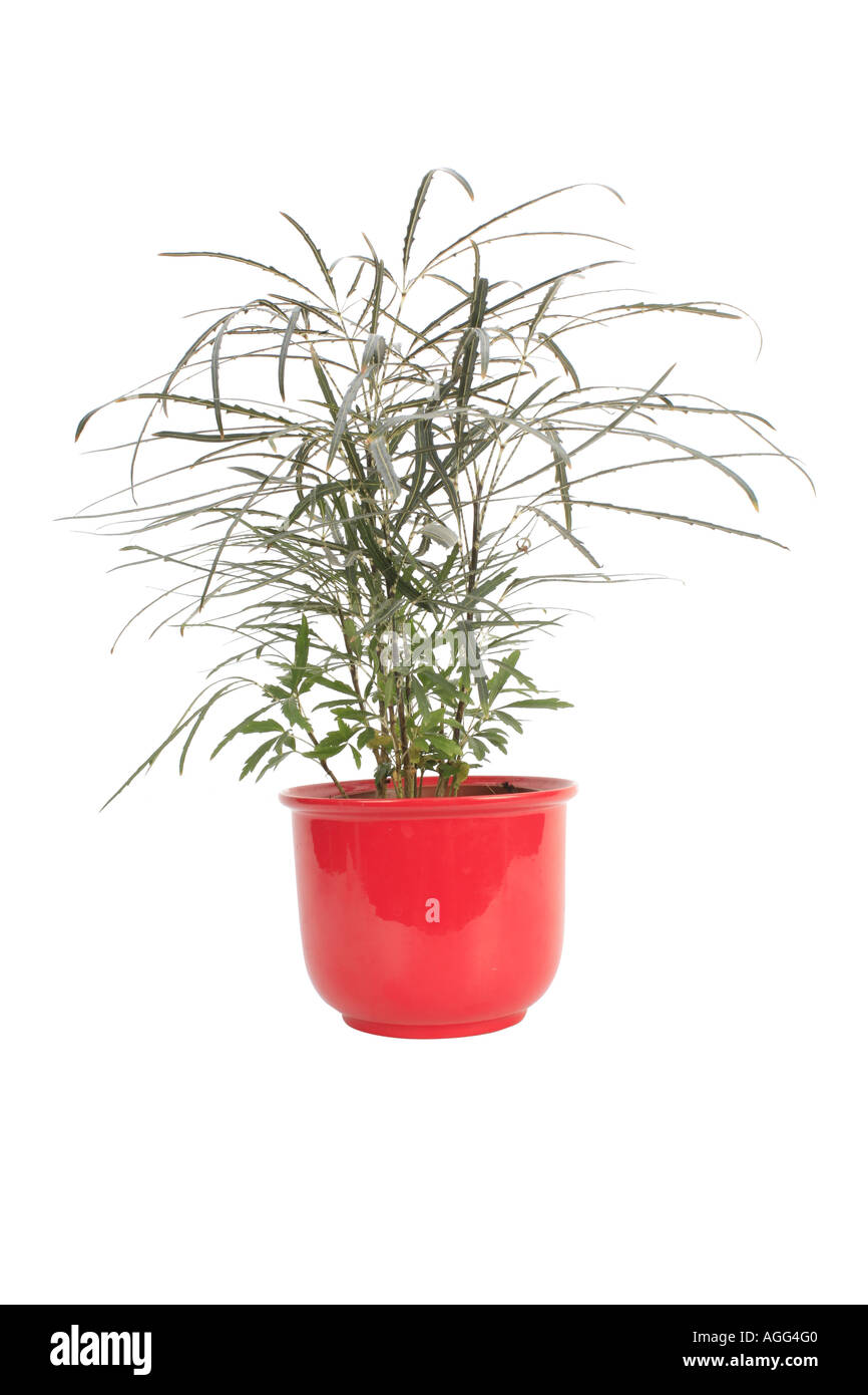 false aralia (Dizygotheca elegantissima, Schefflera elegantissima, Aralia elegantissima), plant in red pot Stock Photo