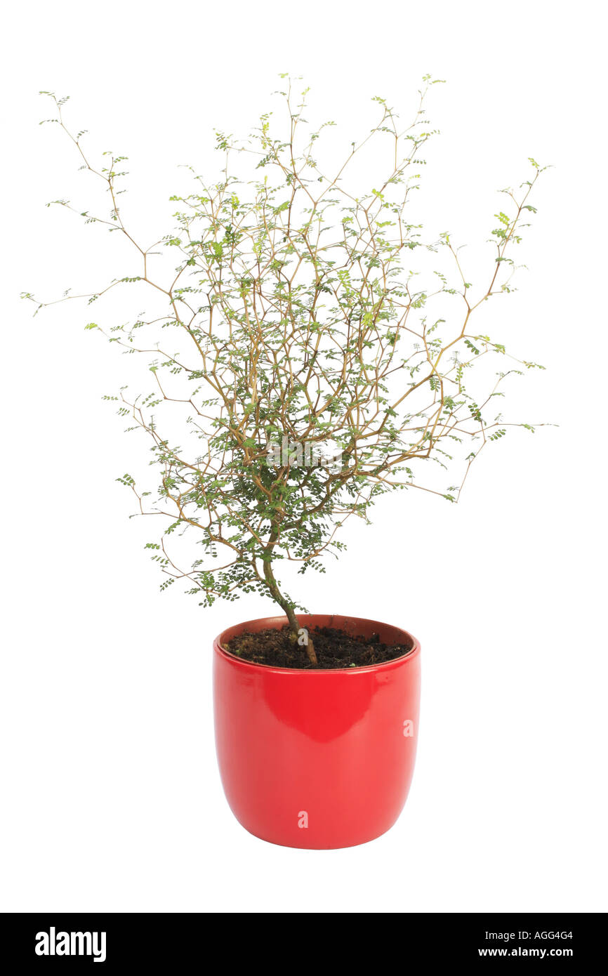 Kowhai (Sophora prostrata Little Baby), plant in red pot Stock Photo