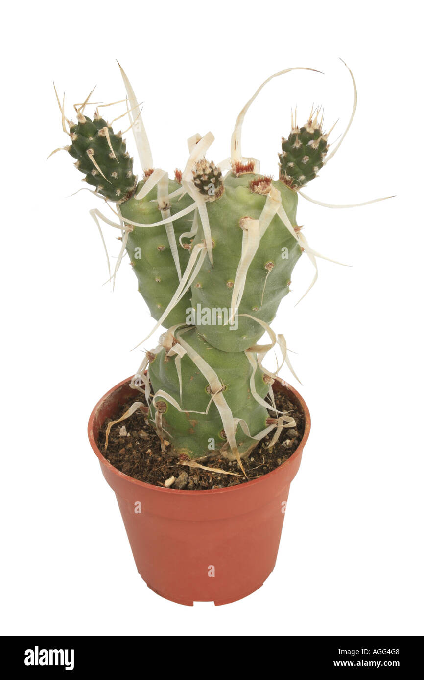 Paper-spined cactus (Tephrocactus articulatus papyracanthus, Opuntia articulata papyracantha), potted plant Stock Photo