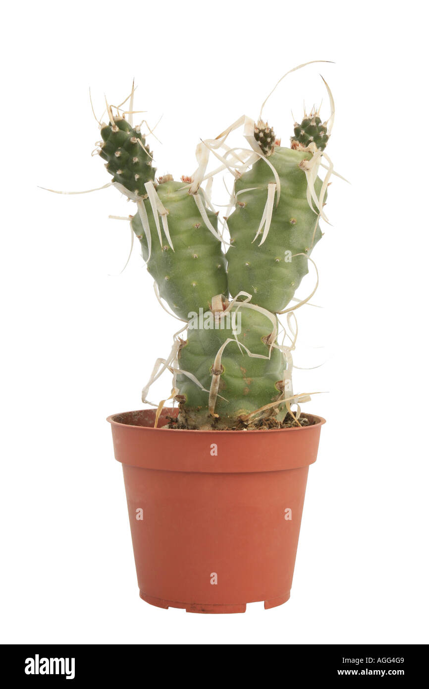 Paper-spined cactus (Tephrocactus articulatus papyracanthus, Opuntia articulata papyracantha), potted plant Stock Photo