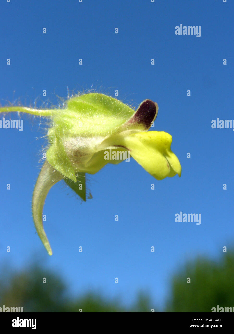 female fluvellin, round-leaved fluellin (Kickxia spuria), flower against blue sky Stock Photo