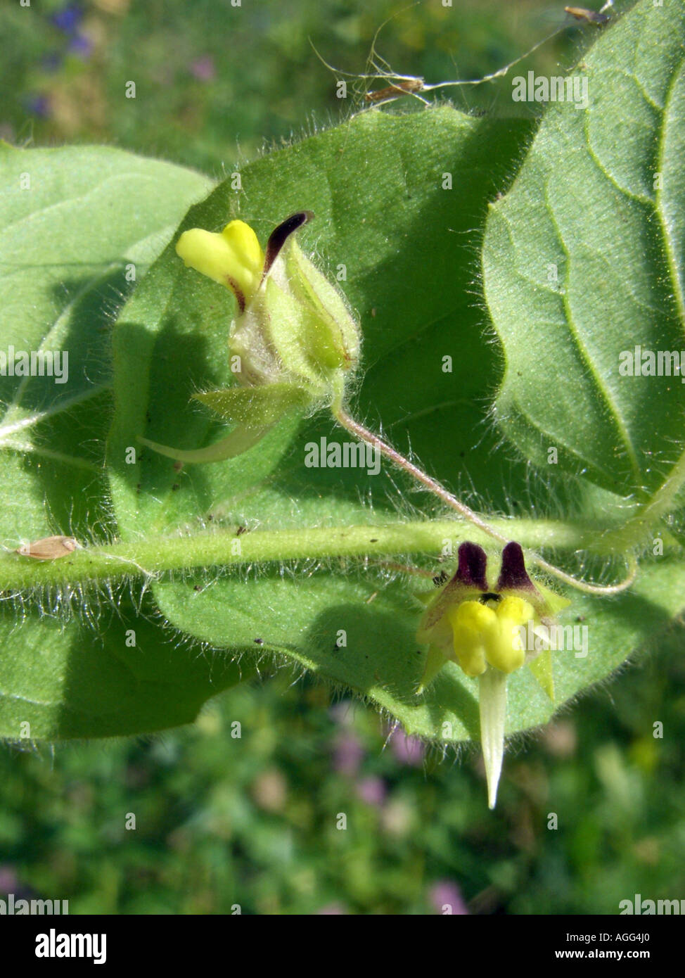 female fluvellin, round-leaved fluellin (Kickxia spuria), flowers Stock Photo