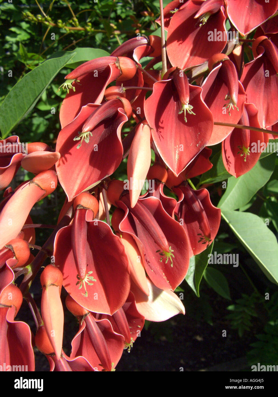 cockspur coral tree, crying baby (Erythrina crista-gallii), flowers Stock Photo
