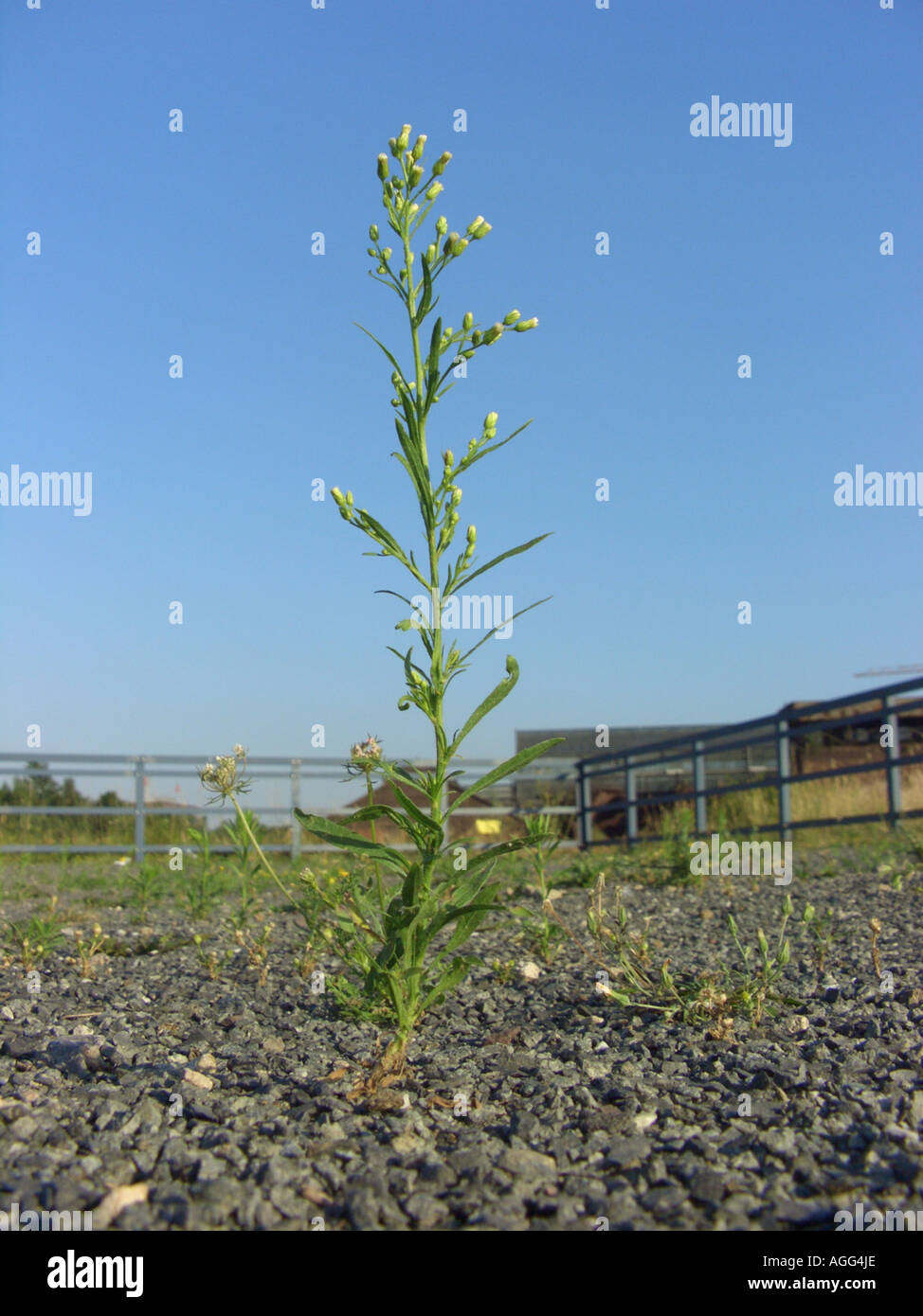 horseweed, Canadian fleabane (Conyza canadensis, Erigeron canadensis), plant on industrial ground, Germany, Bochum Stock Photo