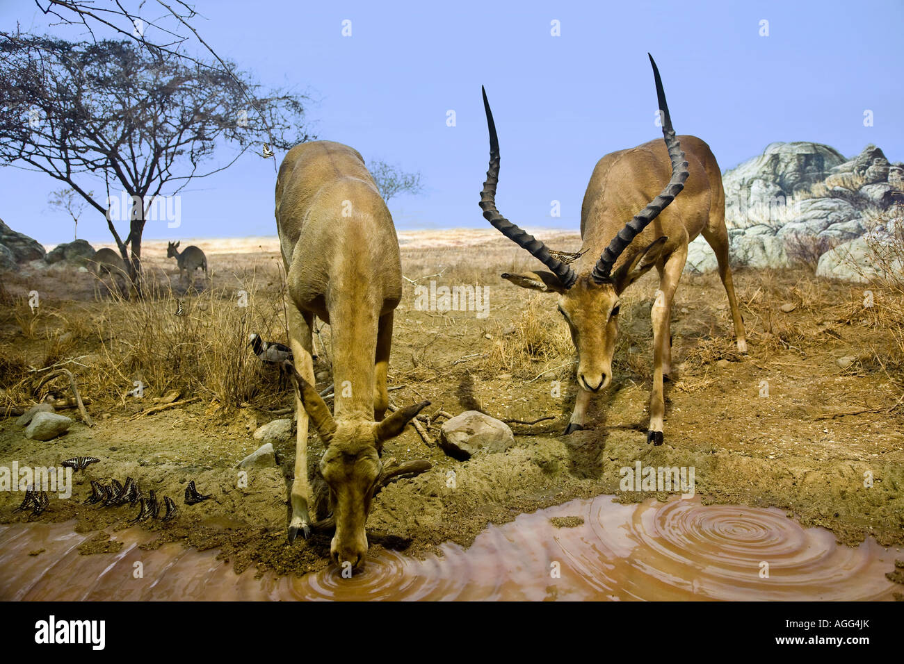 Female and male Impala drinking at the mud pool Stock Photo