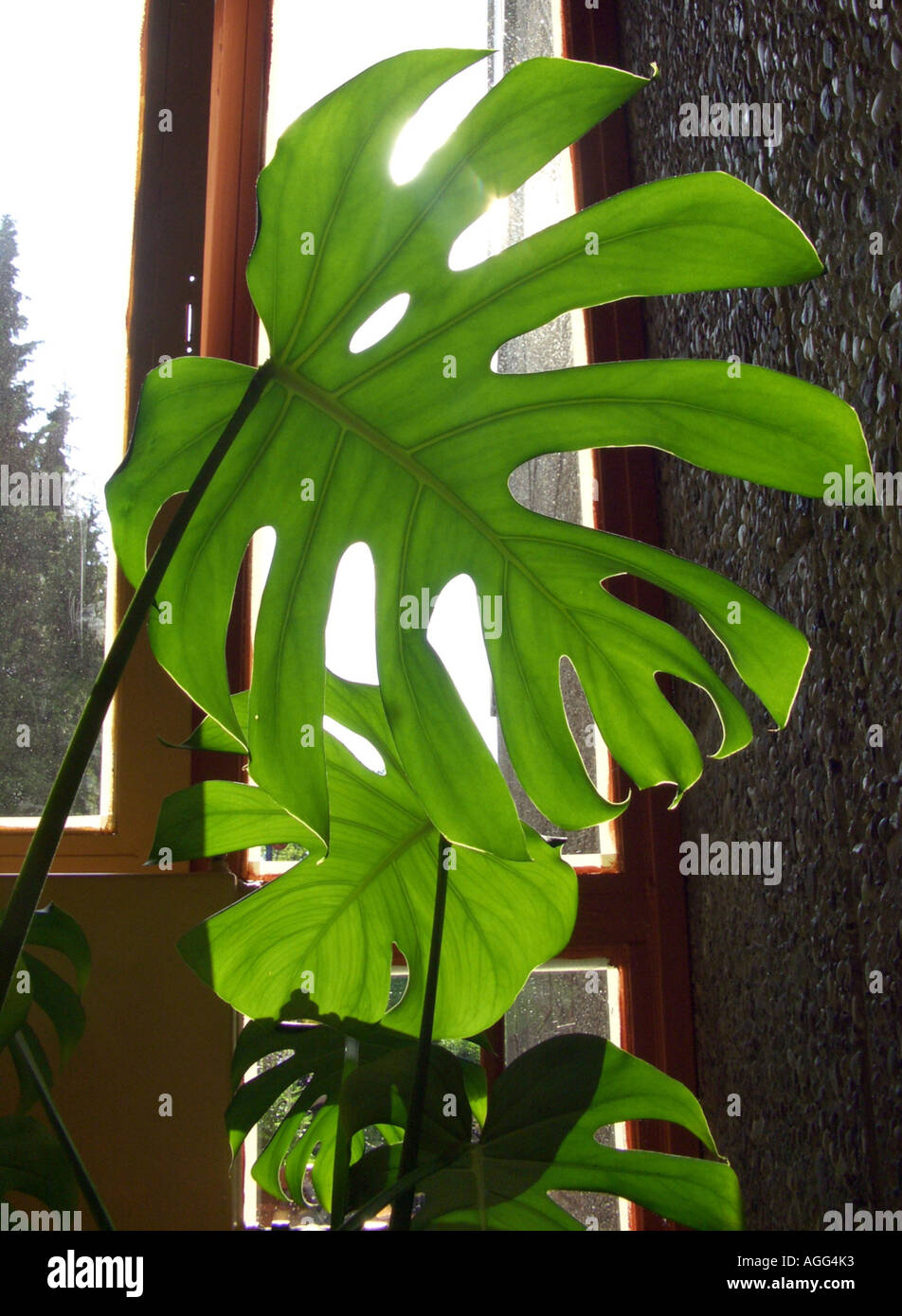 Ceriman, Swiss cheese plant, Split-leaf philodendron, Window-leaf plant,  Breadfruit vine, Hurricane plant, Fruit-salad plant, M Stock Photo - Alamy