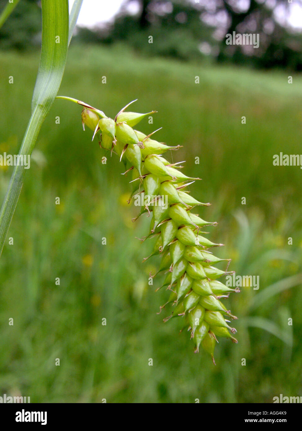 Sedge Inflorescence bladder-sedge, inflated sedge (Carex vesicaria), inflorescence, Germany ...