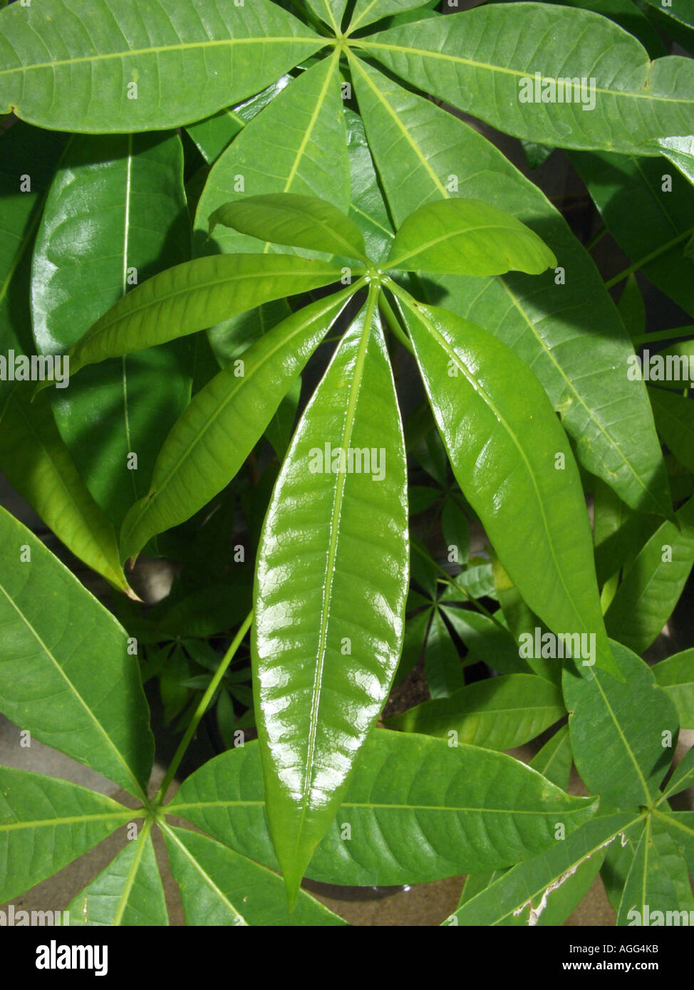Provision Tree (Pachira aquatica), leaf Stock Photo