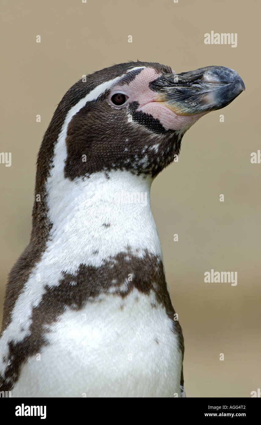 Humboldt penguin (Spheniscus humboldti), potrait Stock Photo