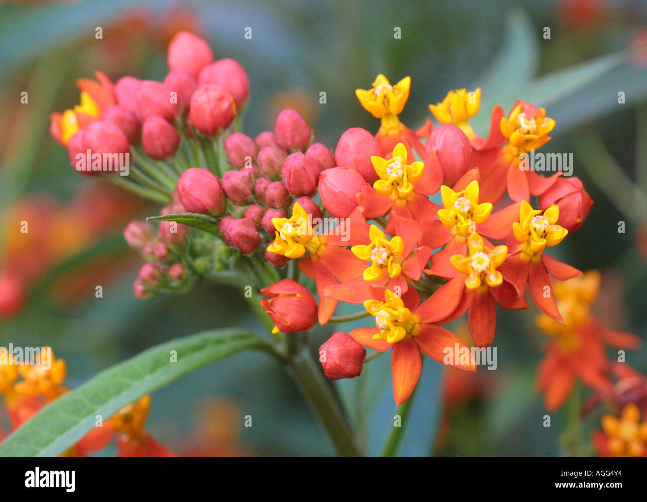 butterfly weed, lau-lele, blood flower (Asclepias curassavica), inflorescences Stock Photo