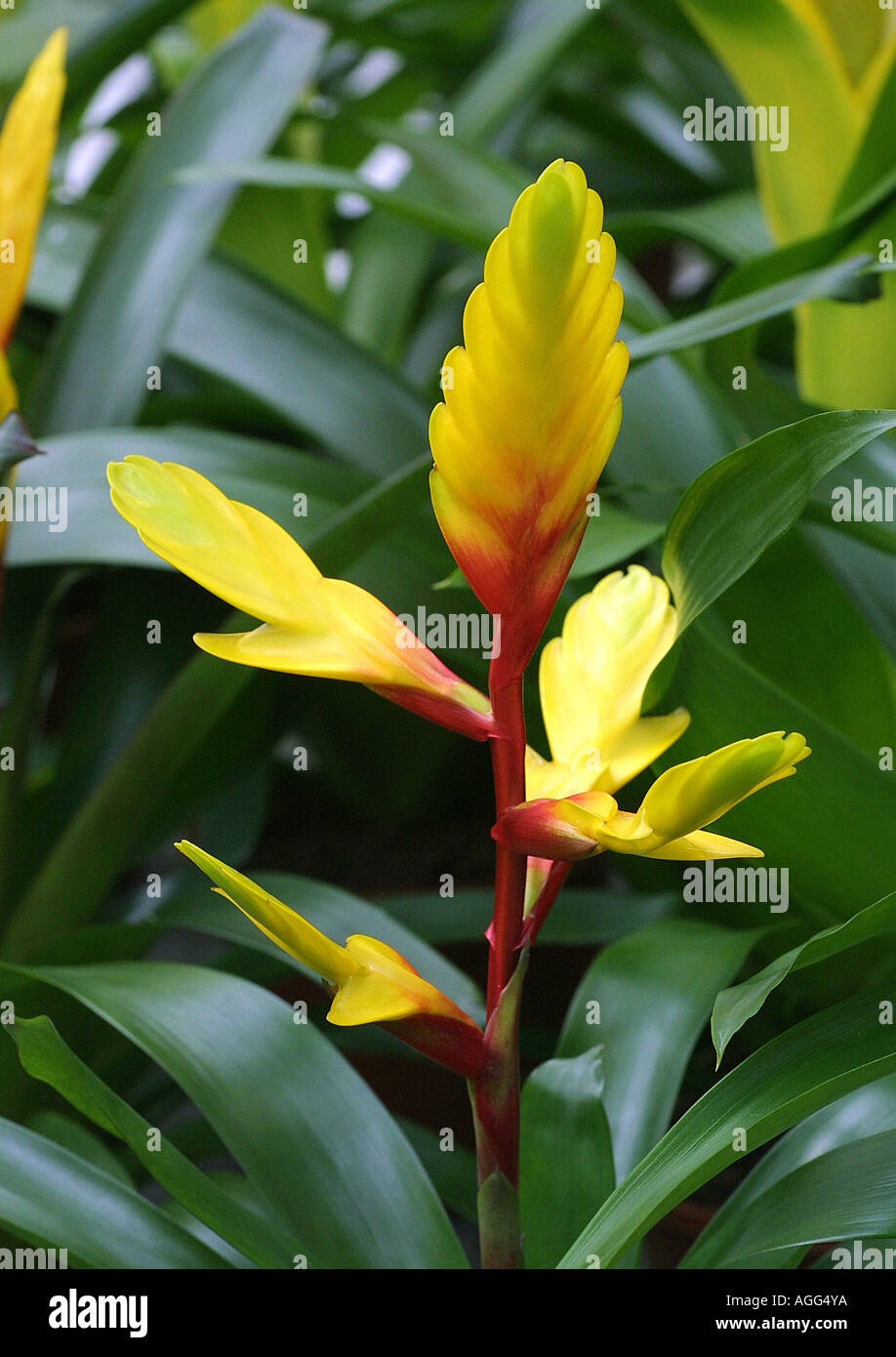 bromelia (Vriesea-Hybride), inflorescence Stock Photo