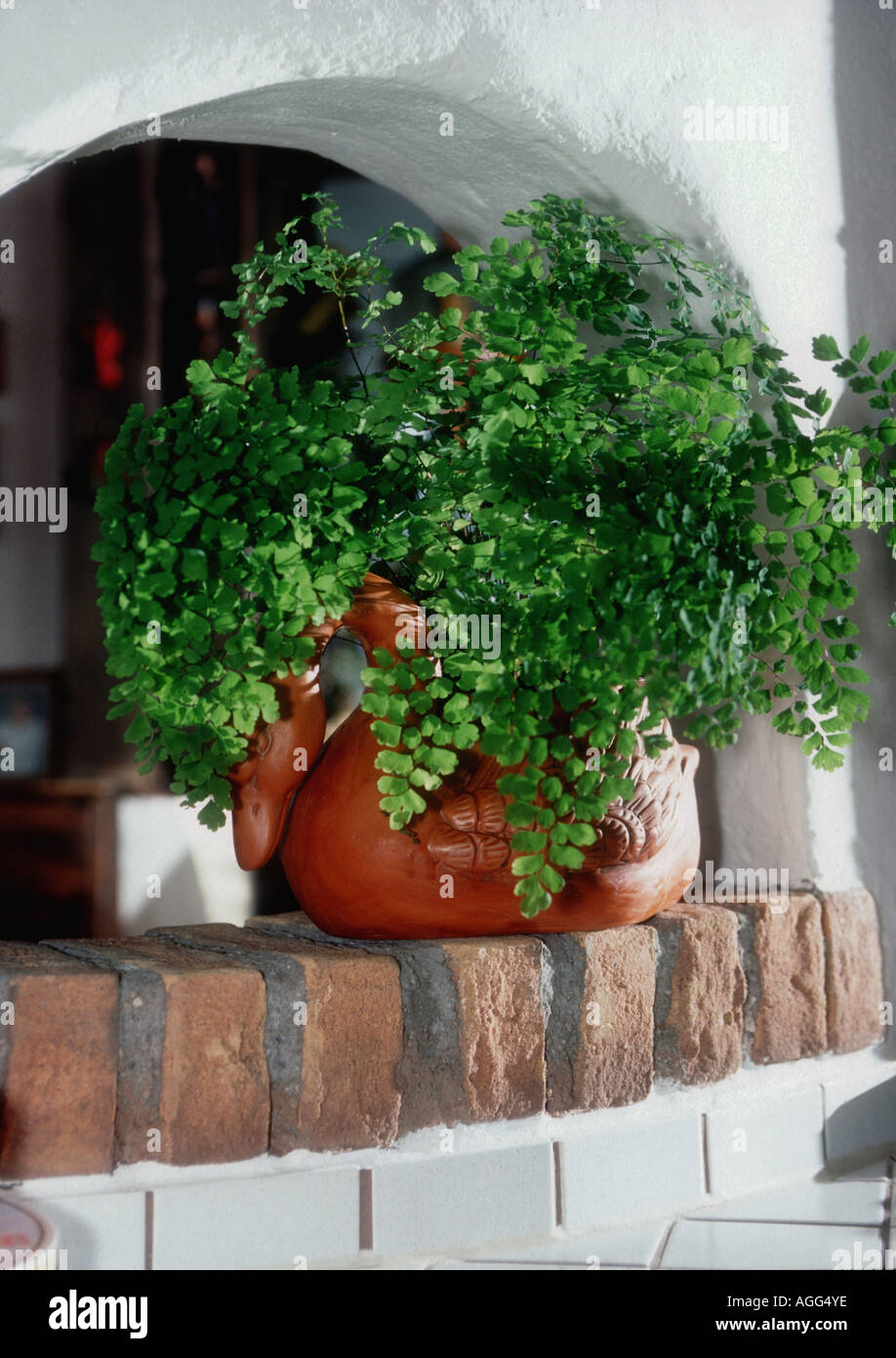 delta maidenhair (Adiantum raddianum, Adiantum cuneatum), potted plant in a room Stock Photo