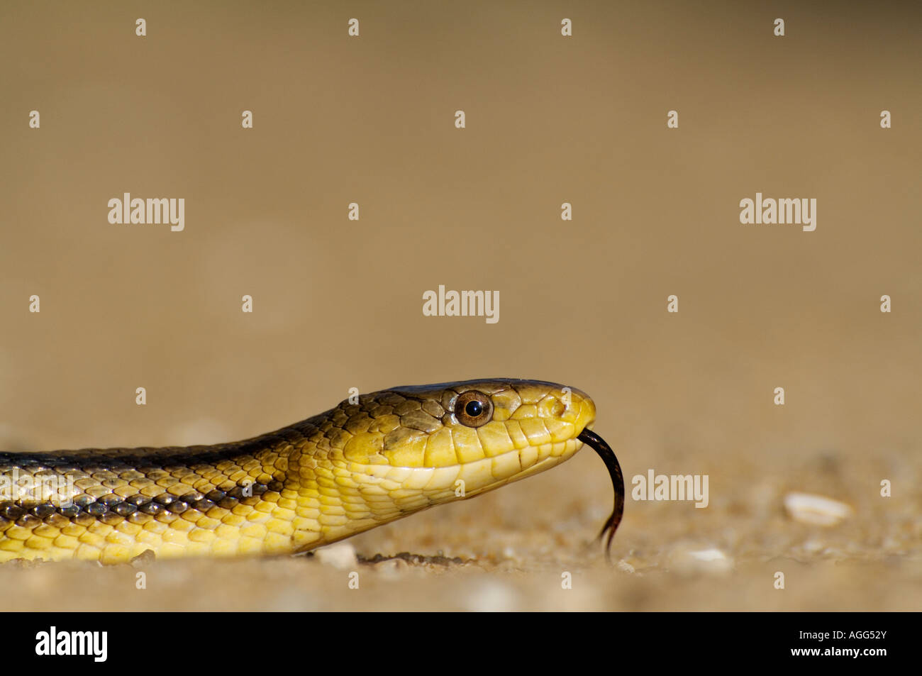Yellow Rat Snake with tongue sticking out Stock Photo