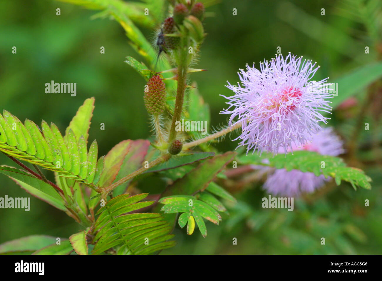 sensitive plant (Mimosa pudica), inflorescence Stock Photo