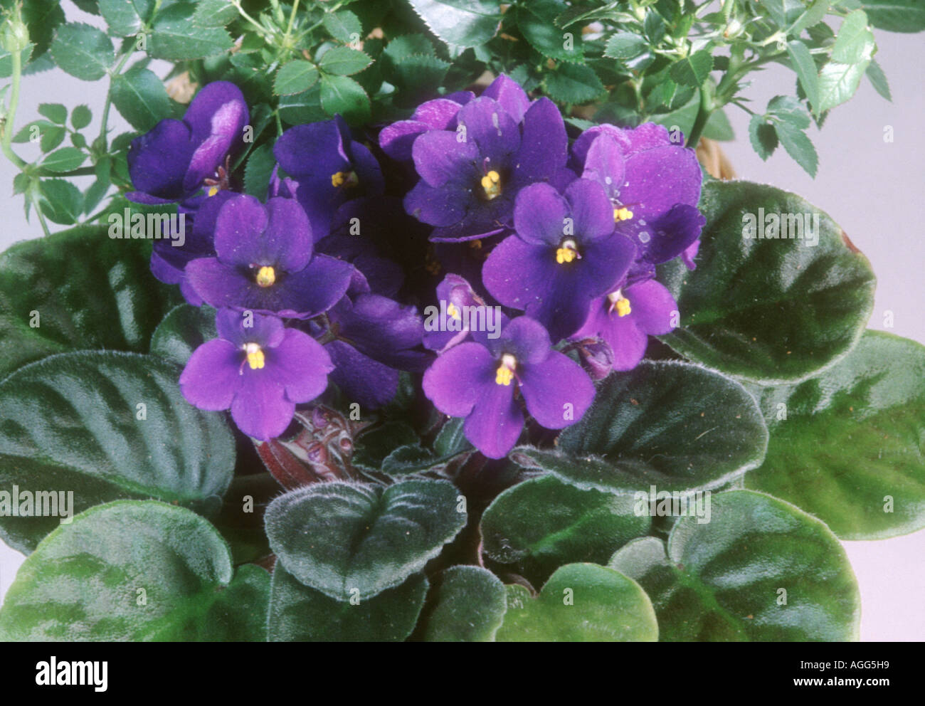 African violet (Saintpaulia ionantha), blooming plant Stock Photo