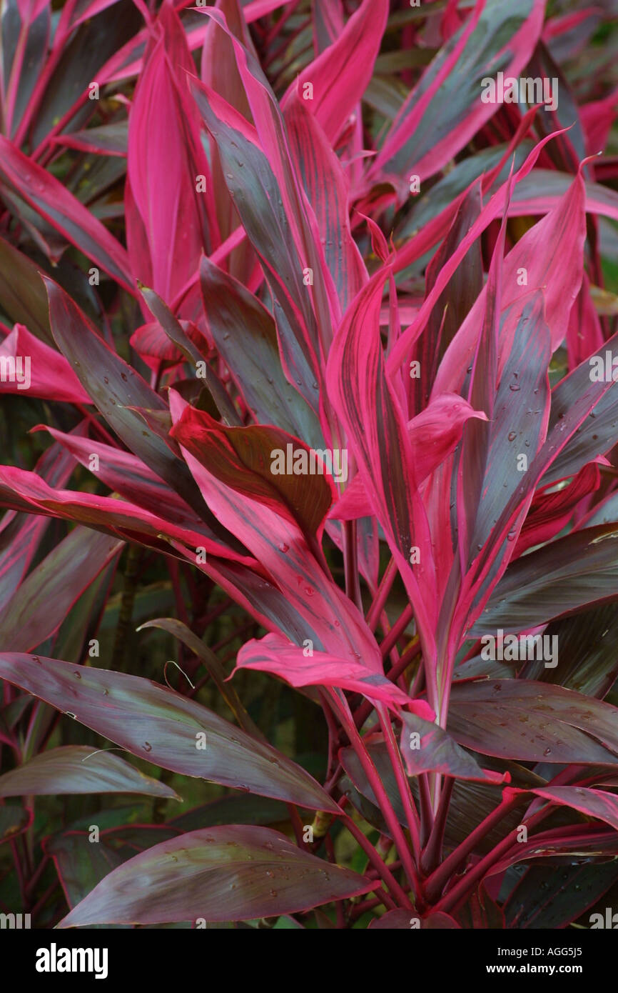 Chinese colli (Cordyline terminalis, Cordyline fruticosa), blooming plant Stock Photo