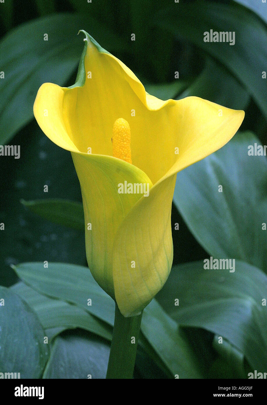 calla lily (Zantedeschia spec.), with yellow flowers Stock Photo