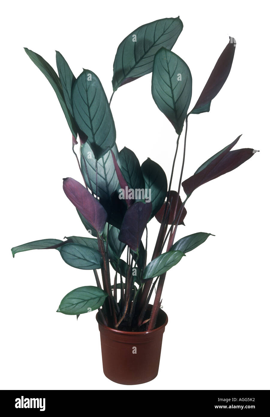 Ctenanthe (Ctenanthe setosa cv. Greystar), single plant in a pot Stock Photo