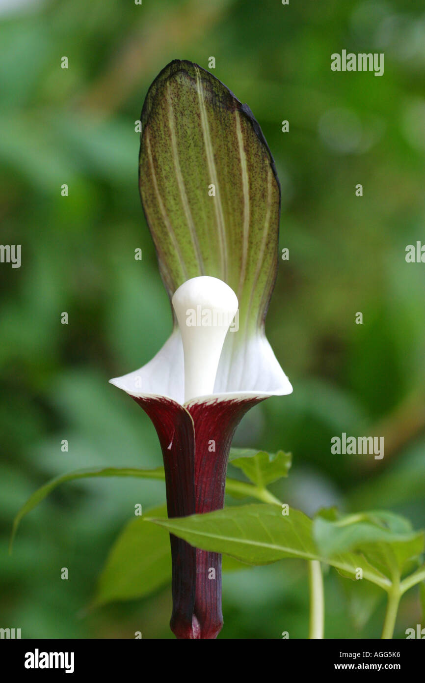 Snow Rice-Cake Plant (Arisaema sikokianum), single blossom Stock Photo