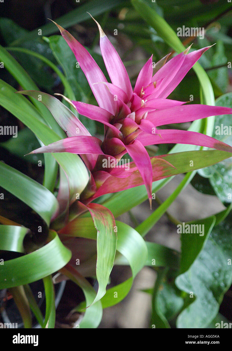 Guzmania hybrid guzmania hybride hi-res stock photography and images - Alamy