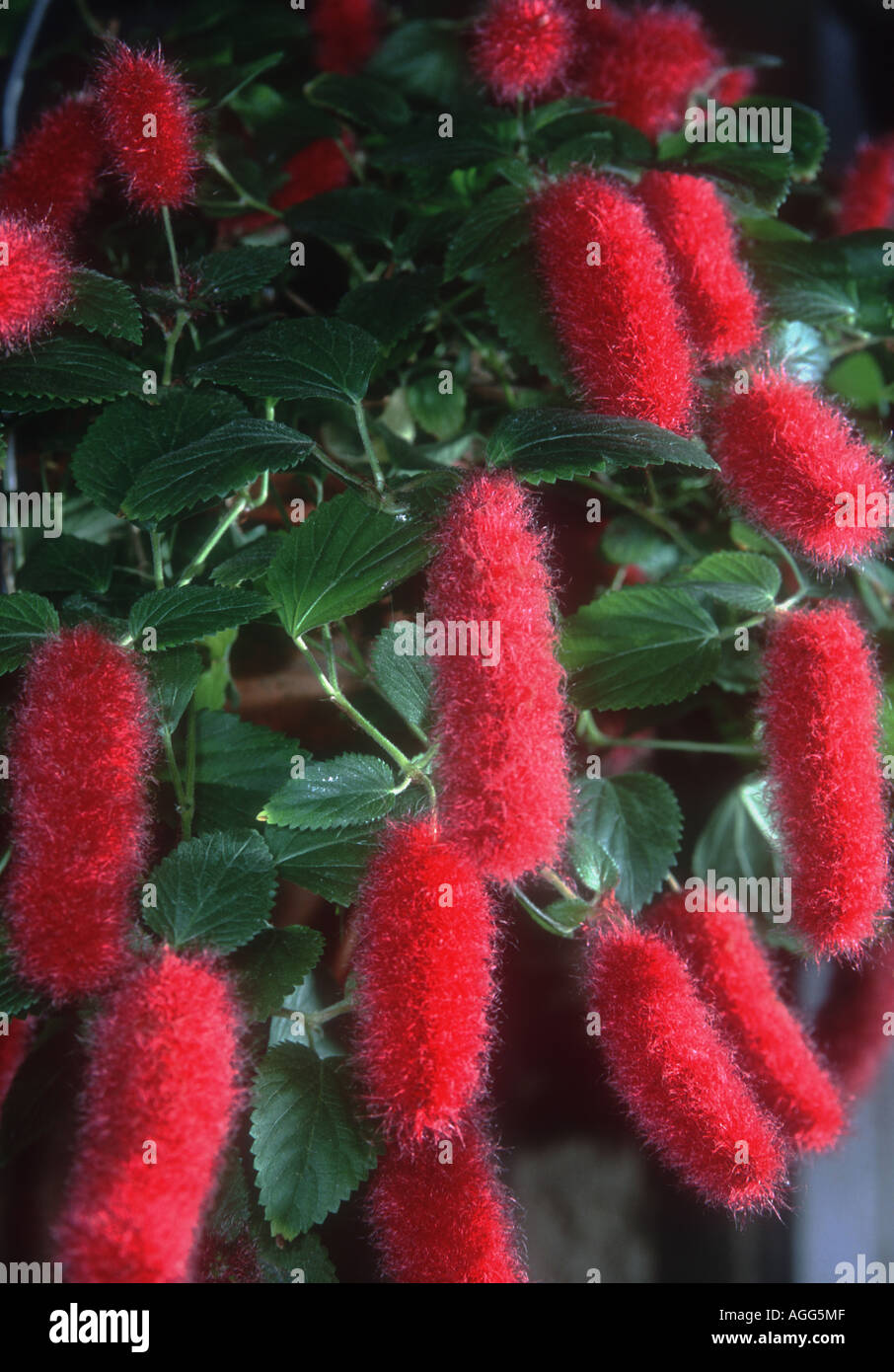 Trailing Red Cattail, Kittens Tail, Dwarf Chenille Plant, Red Cattail plant (Acalypha hispaniolae, Acalypha pendula), blooming Stock Photo