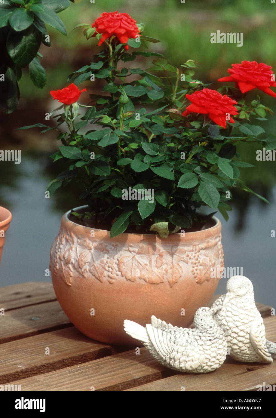 angel rose (Rosa chinensis var. minima), blooming red roses in a pot Stock Photo